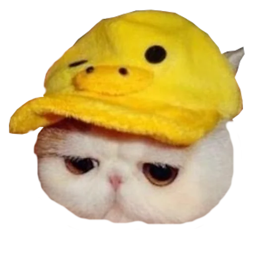 🙁 Стикер «Cats in hats» для Telegram