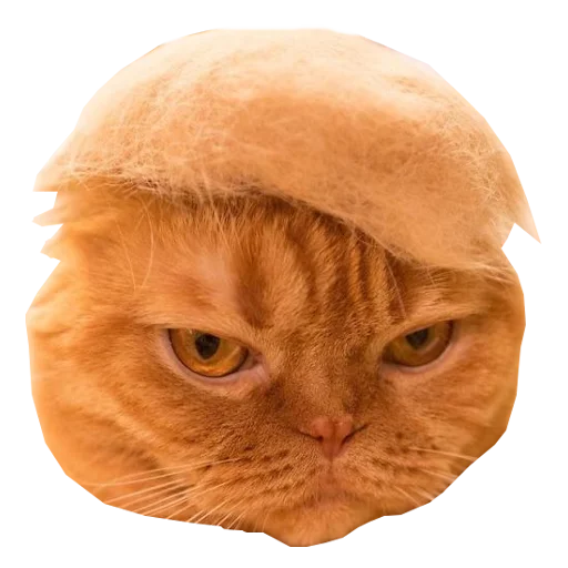 😎 Стикер «Cats in hats» для Telegram