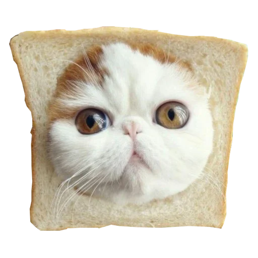 🥖 Стикер «Cats in hats» для Telegram