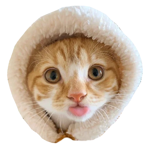 🐈 Стикер «Cats in hats» для Telegram