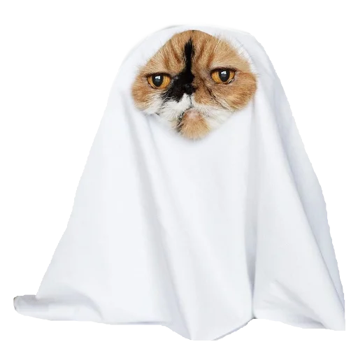 👻 Стикер «Cats in hats» для Telegram
