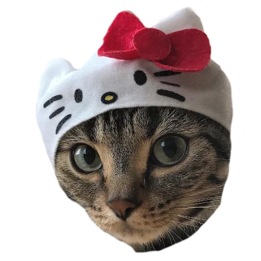 🎀 Стикер «Cats in hats» для Telegram