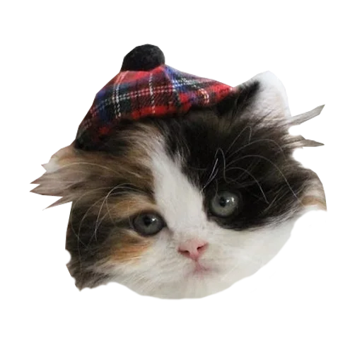 🔍 Стикер «Cats in hats» для Telegram