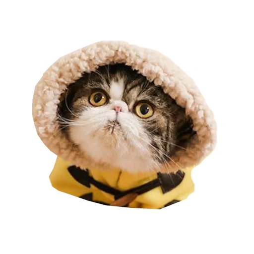 🤨 Стикер «Cats in hats» для Telegram