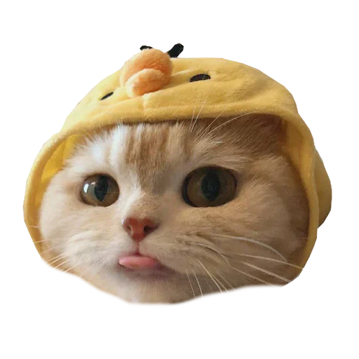 👅 Стикер «Cats in hats» для Telegram