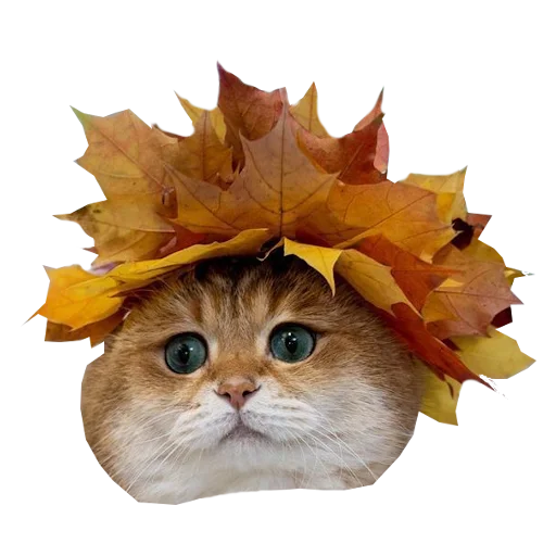 🍁 Стикер «Cats in hats» для Telegram