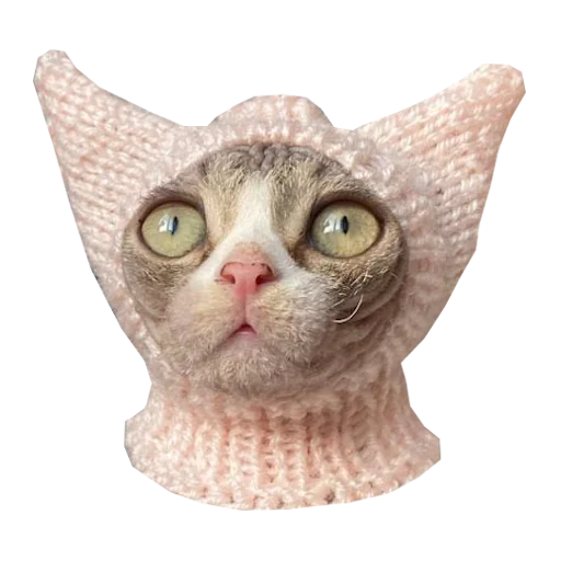 ❔ Стикер «Cats in hats» для Telegram
