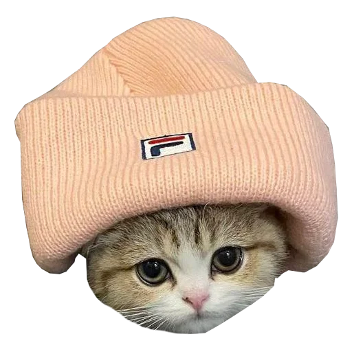 🤨 Стикер «Cats in hats» для Telegram