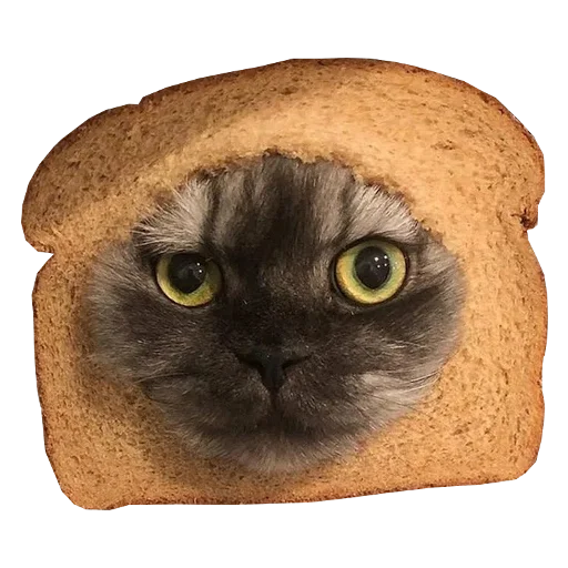 🍞 Стикер «Cats in hats» для Telegram