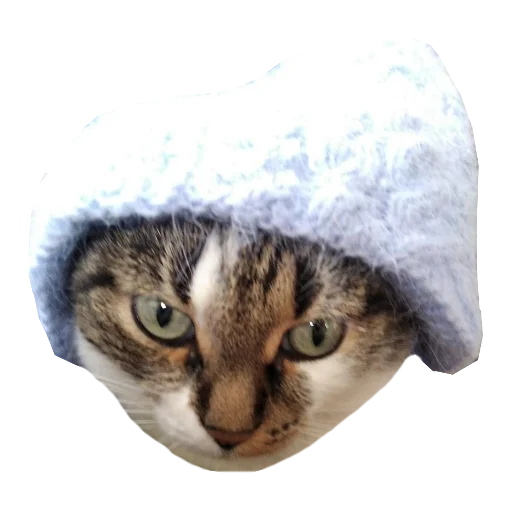❄ Стикер «Cats in hats» для Telegram