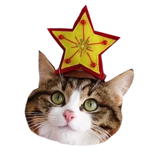 🎄 Стикер «Cats in hats» для Telegram