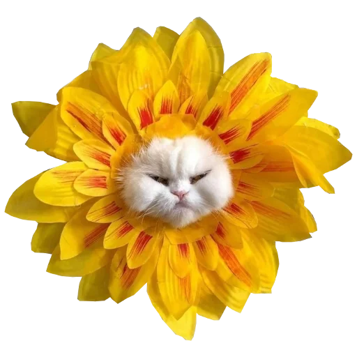 🍋 Стикер «Cats in hats» для Telegram