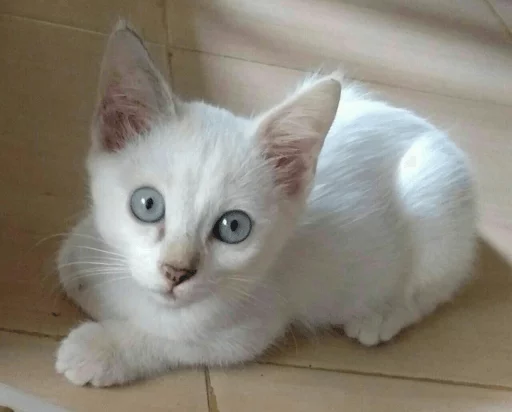 😺 Стикер «HB B_chan» для Telegram