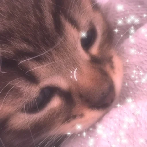 🥺 Стикер «kitties» для Telegram