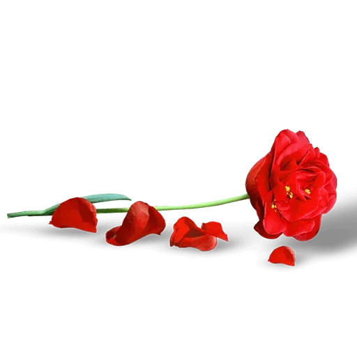 💐 Стикер «heartandflowergre» для Telegram