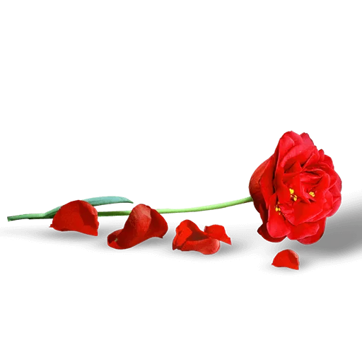 🌹 Стикер «Heart Flower» для Telegram