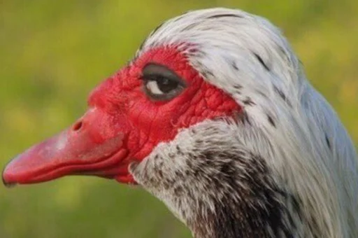 😏 Стикер «Birb» для Telegram
