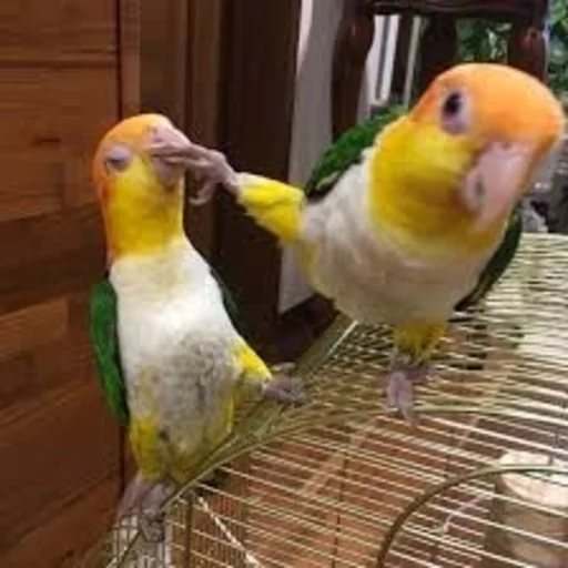✋️ Стикер «Birb» для Telegram