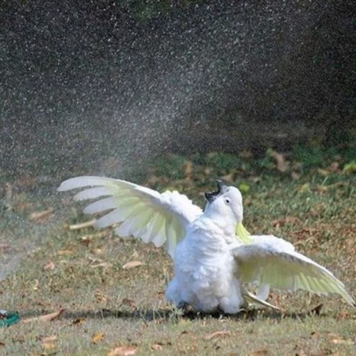 🕺 Стикер «Birb» для Telegram