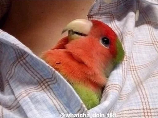😴 Стикер «Birb» для Telegram