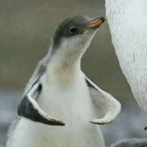 💪 Стикер «Birb» для Telegram
