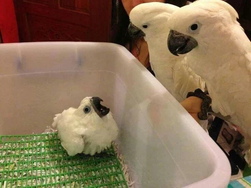 👪 Стикер «Birb» для Telegram