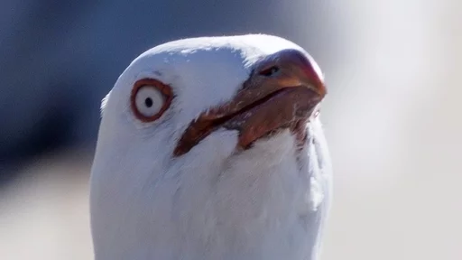 😤 Стикер «Birb» для Telegram