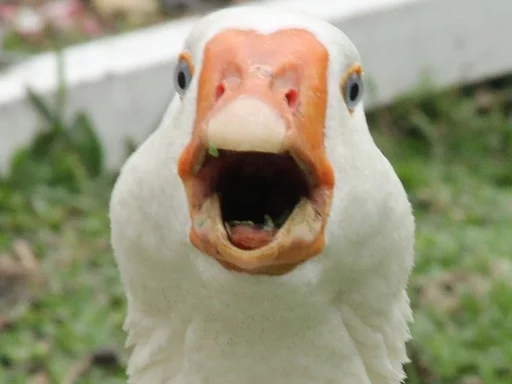 👹 Стикер «Birb» для Telegram