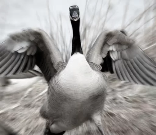 👊 Стикер «Birb» для Telegram