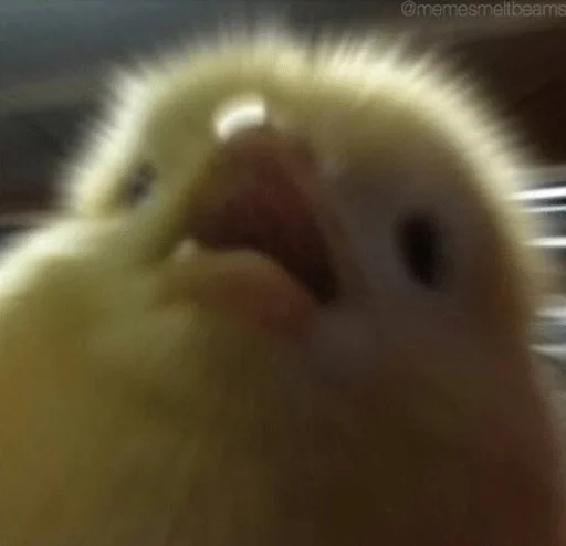 😦 Стикер «Birb» для Telegram