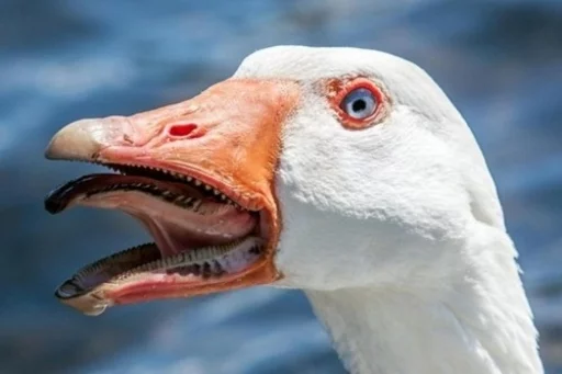 👺 Стикер «Birb» для Telegram