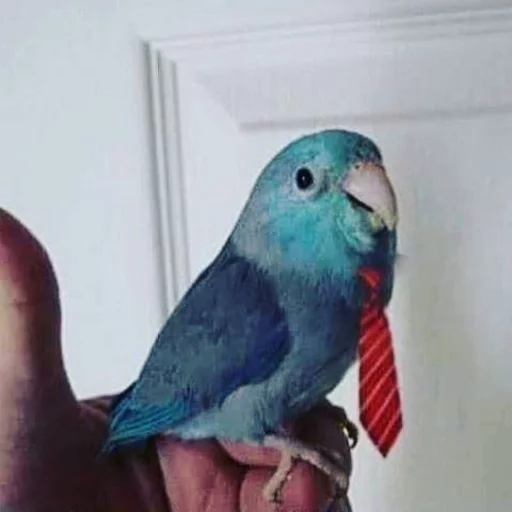 👔 Стикер «Birb» для Telegram