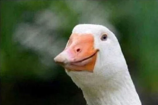 😁 Стикер «Birb» для Telegram