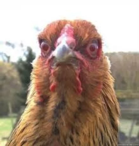 😠 Стикер «Birb» для Telegram