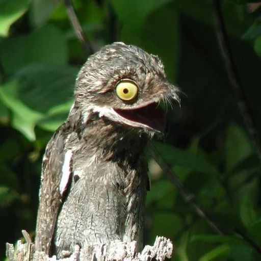 😛 Стикер «Birb» для Telegram