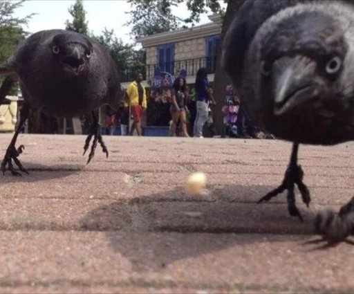 🤤 Стикер «Birb» для Telegram
