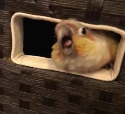😫 Стикер «Birb» для Telegram
