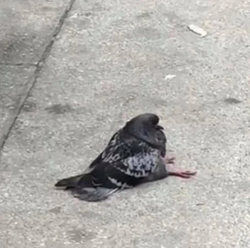 😔 Стикер «Birb» для Telegram