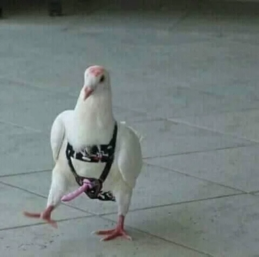 🍆 Стикер «Birb» для Telegram