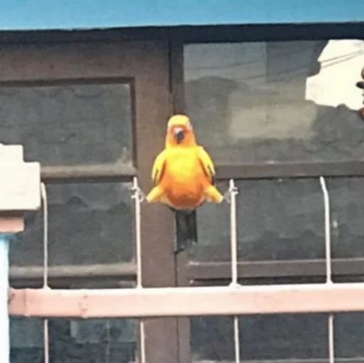 🤸‍♂ Стикер «Birb» для Telegram