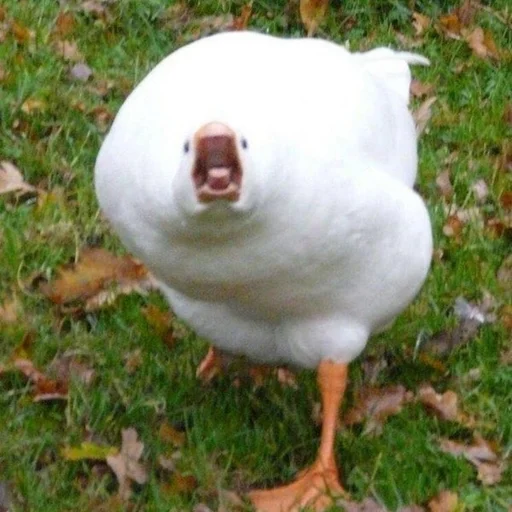 🗣 Стикер «Birb» для Telegram