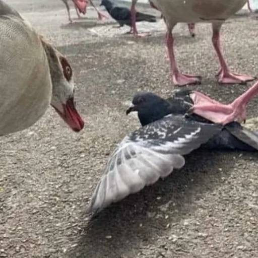 👺 Стикер «Birb» для Telegram