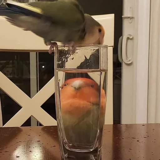😇 Стикер «Birb» для Telegram
