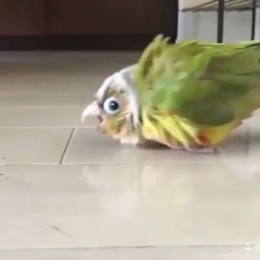 👹 Стикер «Birb» для Telegram