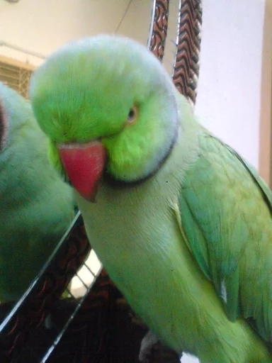 😡 Стикер «Birb» для Telegram