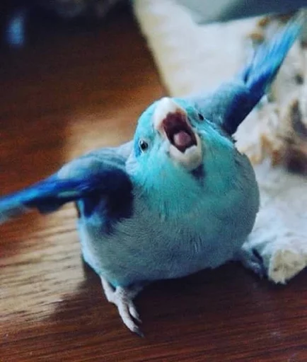 🗣 Стикер «Birb» для Telegram