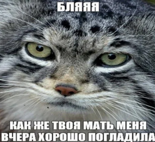 Стикерпак недындра для Telegram