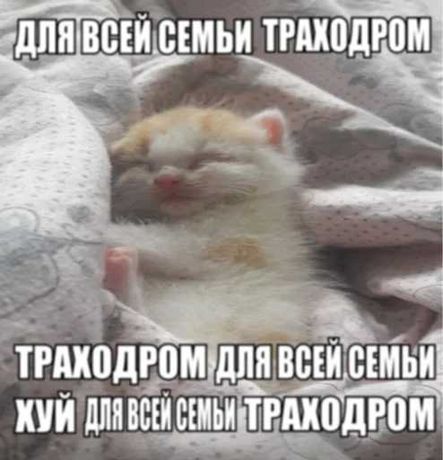 👉 Стикер «недындра» для Telegram