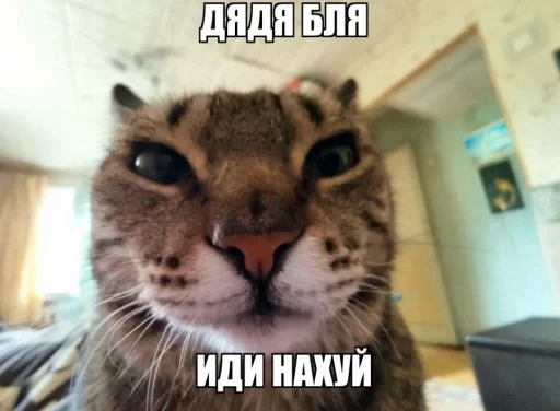 😾 Стикер «недындра» для Telegram