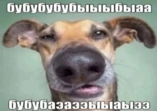 🐶 Стикер «недындра» для Telegram